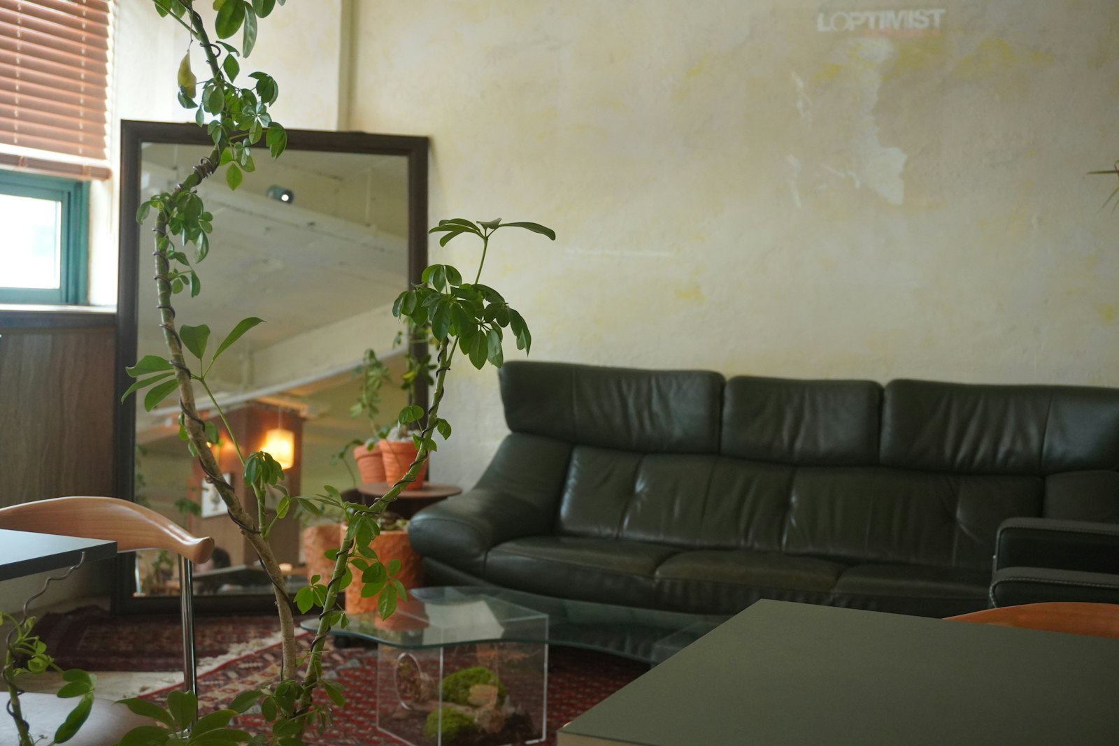 Lichte woonkamer met planten en daglicht